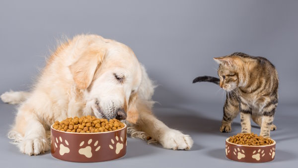 האם כלבים יכולים לאכול מזון לחתולים?