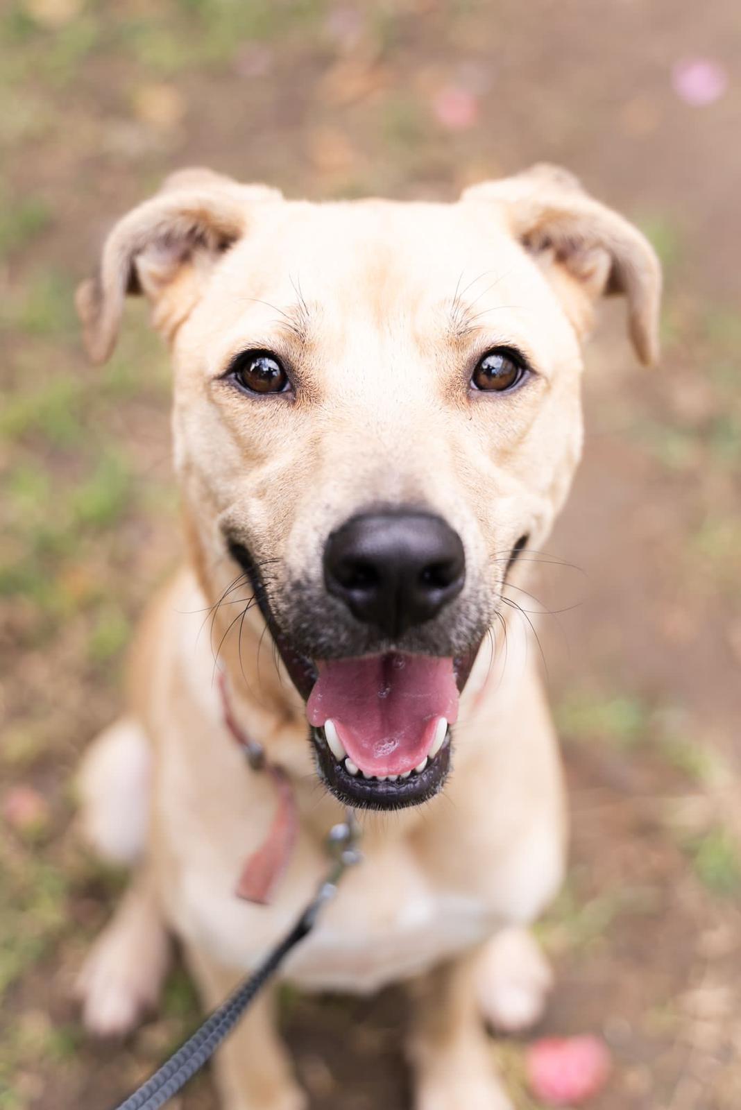 שירות חדש לבעלי הכלבים: מערכת מקוונת לקביעת תורים לחיסוני כלבת